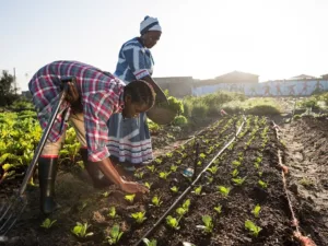 climate smart agric