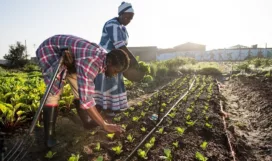 climate smart agric