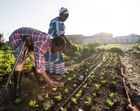 climate smart agric