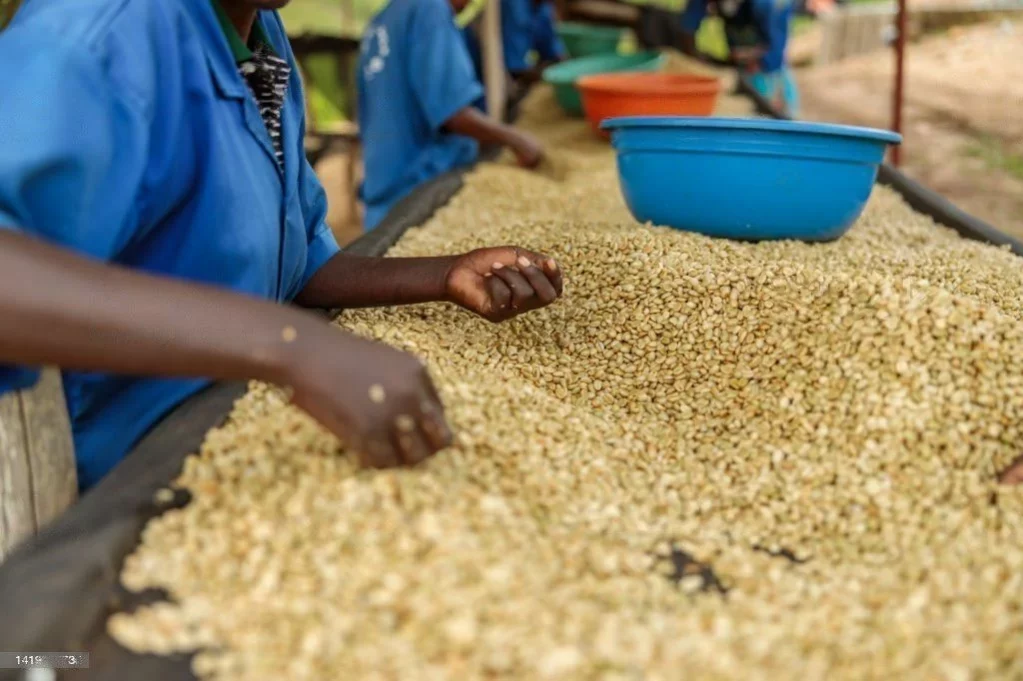 Robusta