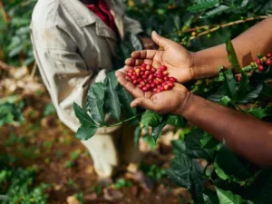 arabica