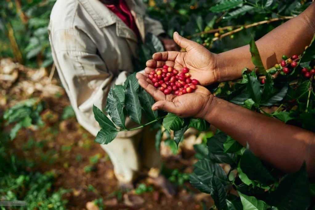 arabica