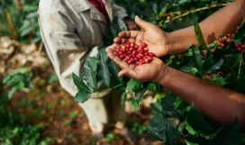 arabica
