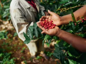 arabica