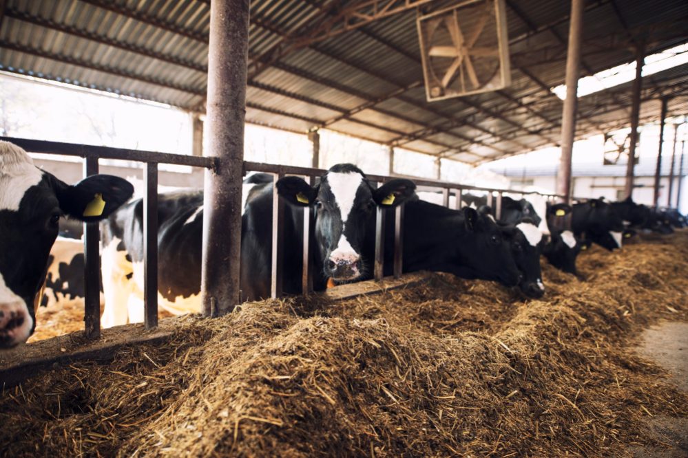 cattle